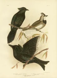 Manucode de Gould o Manucode Trompeta, 1891